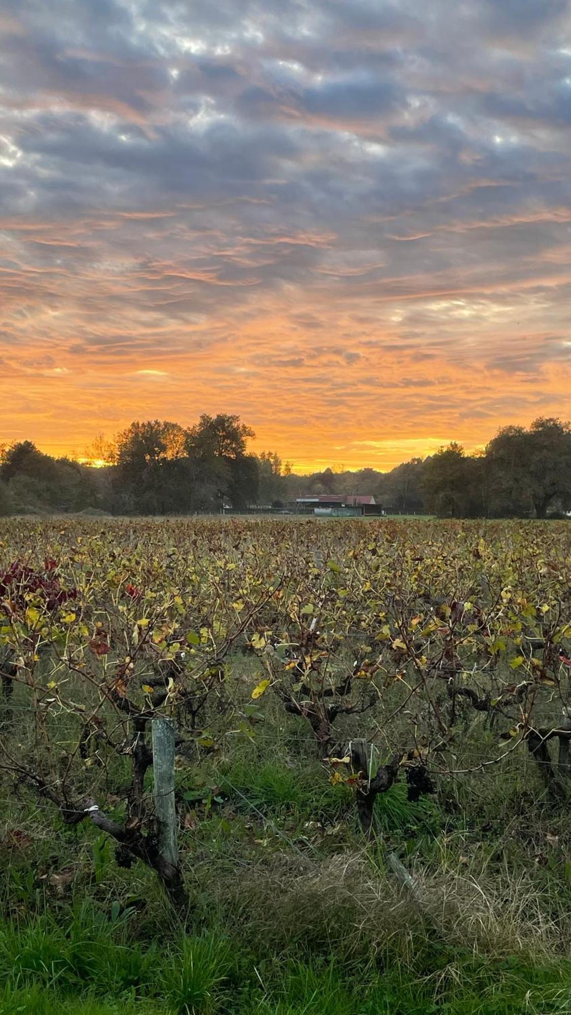 Les Du Domaine De Ludeye * Listrac-Medoc